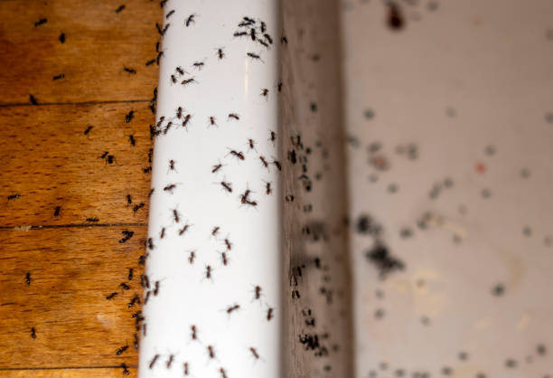 Best Wasp Removal Services  in Benjamin, UT